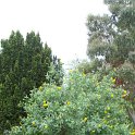 Cytisus battandierii P19